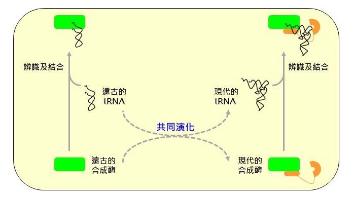 遠古的胺基酸-tRNA合成酶(綠色標示)缺少一個功能區域，因此只能辨識及結合遠古的tRNA(螺旋桿狀)， 演化後期的合成酶加入了一個新的功能區域(棕色標示)，這個功能區域讓現代的合成酶能辨識及結合現代的tRNA (L構型)， 其結合位點恰巧落在tRNA的L構型轉角處。圖示王健家教授提供