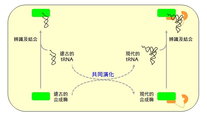 遠古的胺基酸-tRNA合成酶(綠色標示)缺少一個功能區域,因此只能辨識及結合遠古的tRNA(螺旋桿狀), 演化後期的合成酶加入了一個新的功能區域(棕色標示),這個功能區域讓現代的合成酶能辨識及結合現代的tRNA (L構型), 其結合位點恰巧落在tRNA的L構型轉角處。圖示王健家教授提供