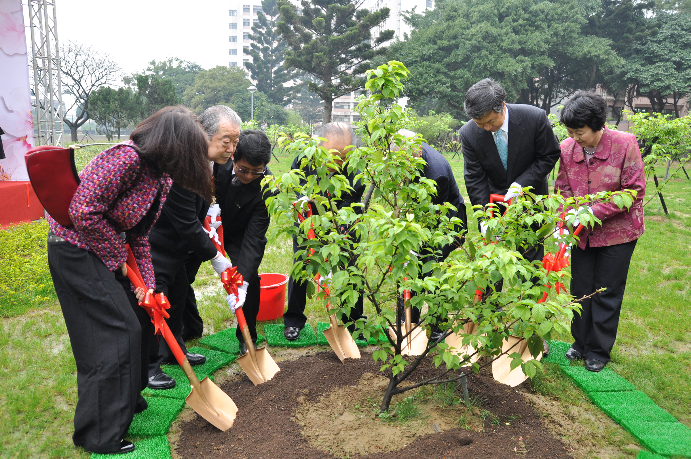 2011年前日本首相海部俊樹等一行來台種植的河津櫻小樹苗，如今已明顯茁壯成長，成為一片粉紅花海。石孟佳攝