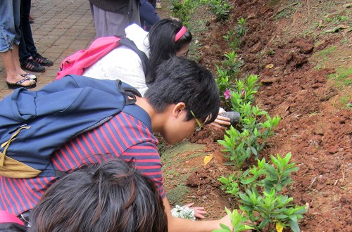 住宿同學在女生宿舍栽種四十株杜鵑，充滿生機。照片生輔組提供