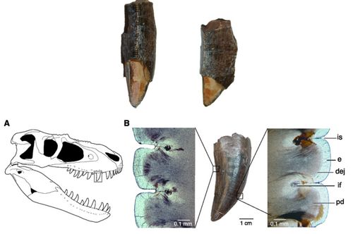 獸腳類恐龍能成為食物鏈頂層的霸主，部分原因來自牙齒側邊如「牛排刀」鋸齒，內部皺褶結構強化了利齒功能。照片研究團隊提供