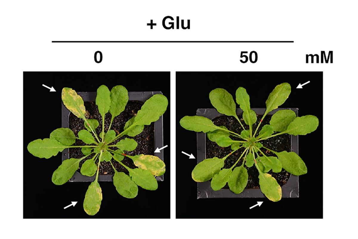 麩胺酸不只是營養！中央大學揭開植物「危險訊號」新機制。 照片生科系提供